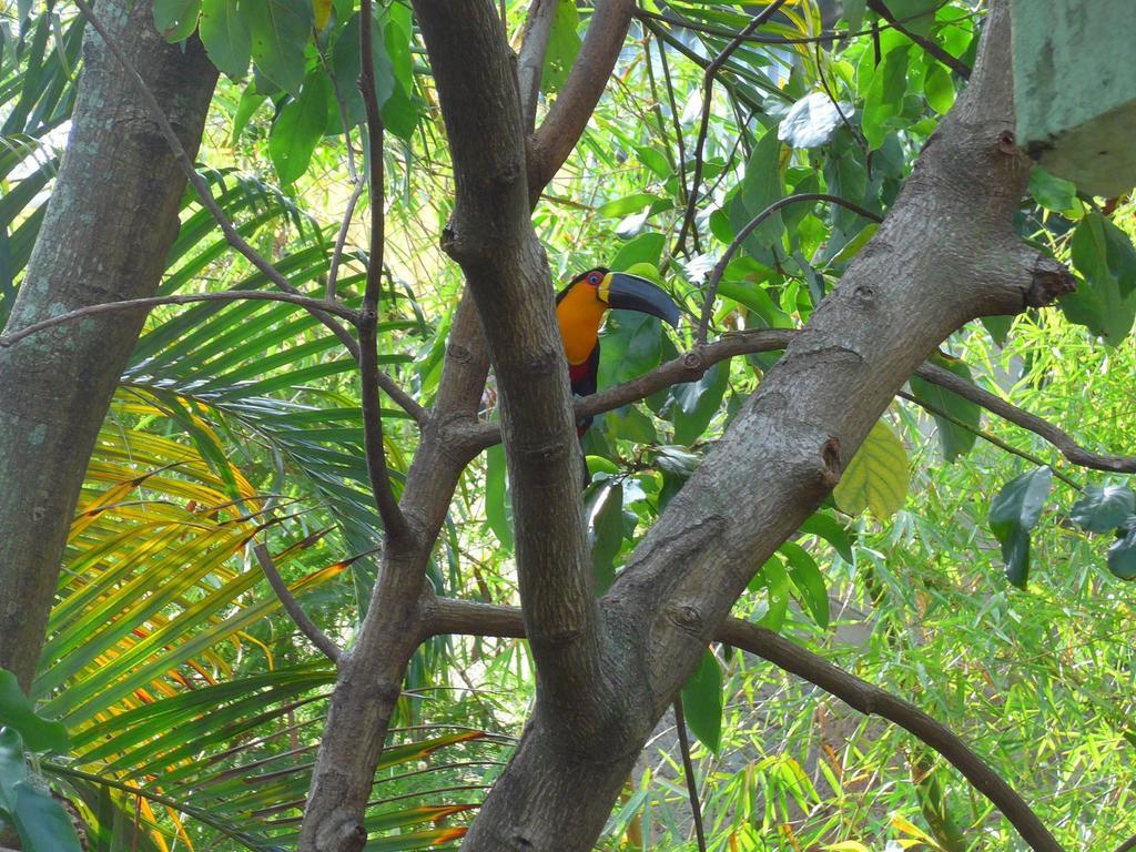 Rio Nature Hostel Rio de Janeiro Szoba fotó